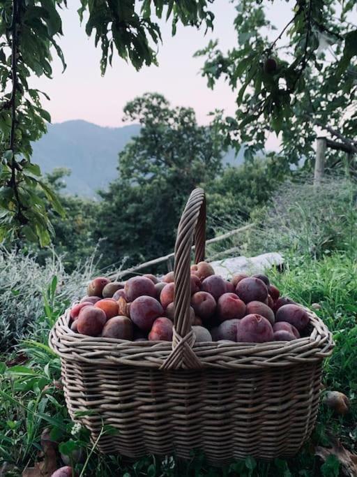Il Riccio Appartamento Cernobbio Luaran gambar